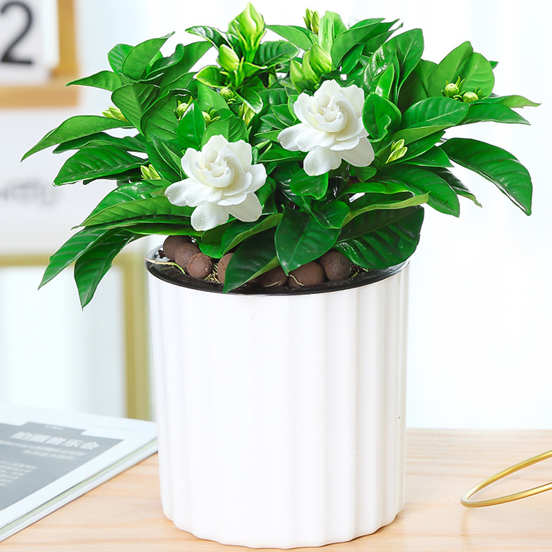 스몰 사이즈 치자 나무 새싹 [세로 줄무늬 흡수 분지] + 비료