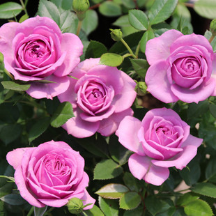 Four-Season Flowering Plants, Miniature Roses, Lavender, Porch, Balcony, Courtyard, Good Flowering, Disease-Resistant Flower Seedlings, Potted Plants