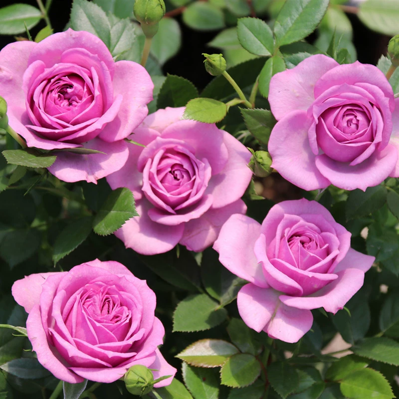 Четырехсезонные цветущие растения, миниатюрные розы, лаванда, крыльцо, балкон, двор, хороший цветение, устойчивые к болезням рассада цветов, комнатные растения.