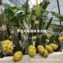 四季果园特大盆栽树苗