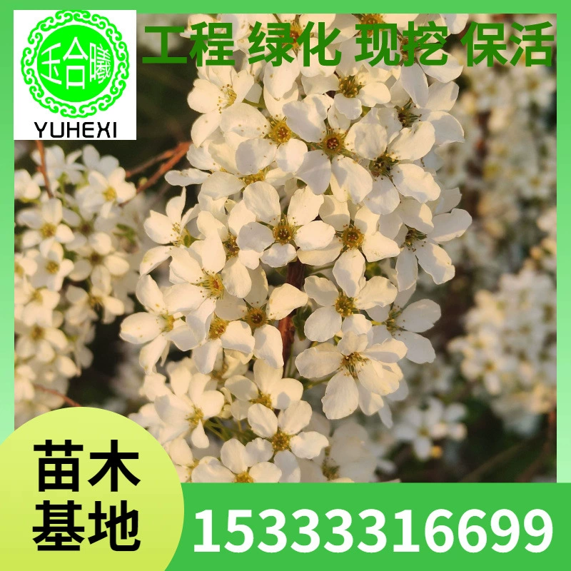 Снежная ива, жемчужная вышивка, зимние комнатные гидропонные веточки, цветущие при воздействии воды, 30-120cm оптовая продажа