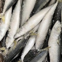 冷凍鯖魚 鮐魚 青占魚  馬鮫魚 燒烤食材批發 市場銷售