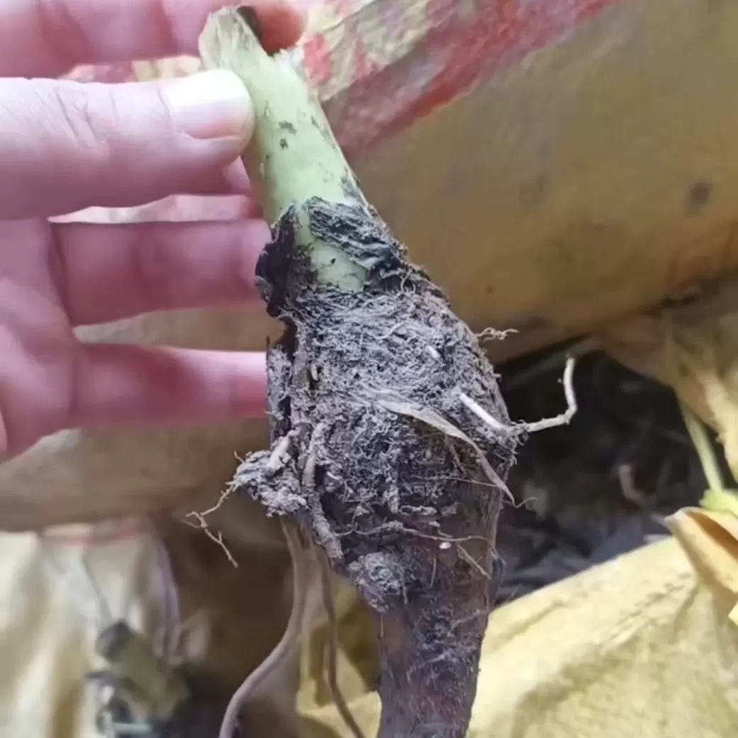 正宗广西荔浦芋头种荔浦芋头种苗广西荔浦芋头种