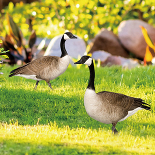Yklu097 Cross-Border Stereo Colorful Duck Courtyard Ground Plug-In Yard Art Garden Outdoor Decoration Plug-In