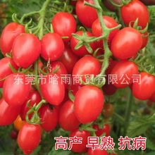 t}ŮNǧСѷNļN̨߲˸߮aN