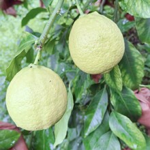 安岳新鲜柠檬国家级原产地地标产品奶茶店专用家庭必备新鲜柠檬