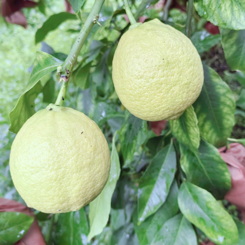 安岳新鲜柠檬国家级原产地地标产品奶茶店专用家庭必备新鲜柠檬