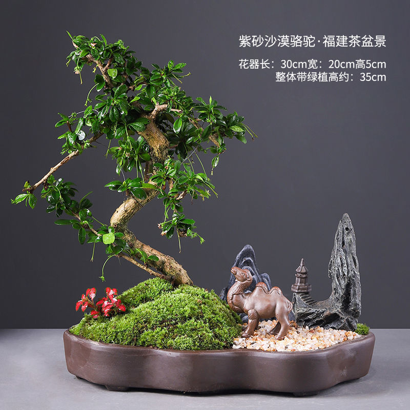 Desert camel fujian tea bonsai