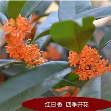 𻨘ļ𻨘޽҃ȝ㻨ͥԺԴ