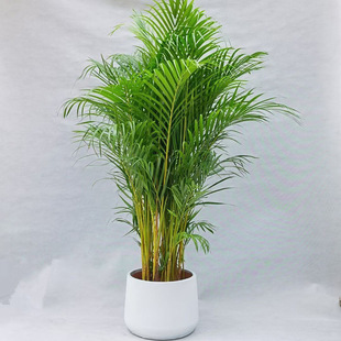 �W�tɢβ�����ԾGֲ�����Pβ���҃ȿ͏d����ֲ�������ĸ��FҬ�Ә�