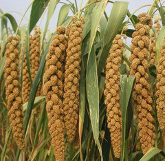 Offering to deliver 500g of bird food: millet-based parrot feed, pet bird food, including five-color millet, tiger-beetle seed mix, peony grain, and cockatiel-friendly feed.