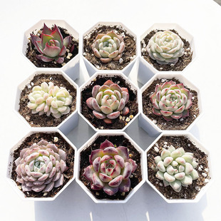 Succulent Plant Wholesale New Product Succulent Sugar Velvet Pink Crystal Potted Succulent Plant Base Self-Produced and Sold