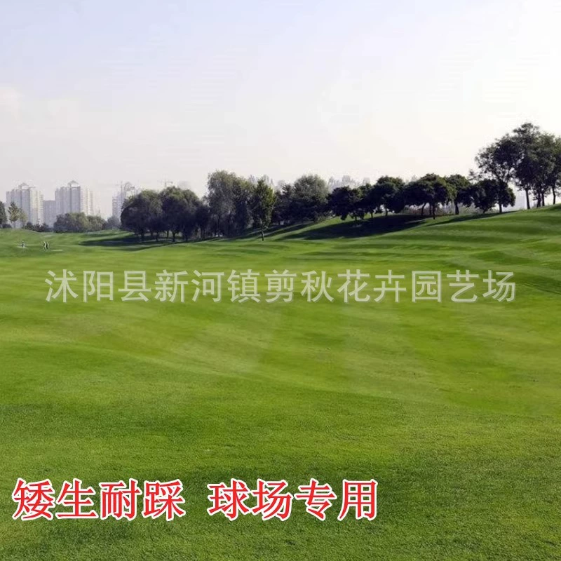 Ползучий стрижка Сияющий семена травы поле для гольфа вилла вечнозеленый карлик дерн семена