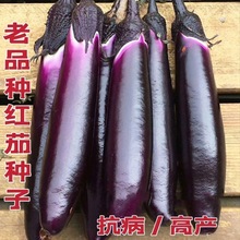 月季三角梅萱草花芍药兰花茉莉花紫红长茄种子老品种子种籽春秋