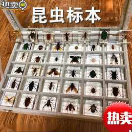摆件玩具动物儿童幼儿园树脂真昆虫标本小学教具蝴蝶