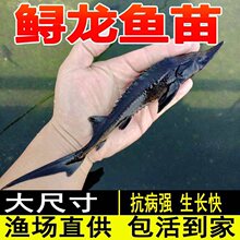 鲟鱼苗淡水养殖食用鲜活鱼缸清洁清道夫冷水观赏鱼尖嘴鲟鱼苗批发