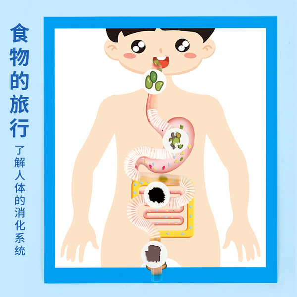 Physiological digestive system for experiments for traveling