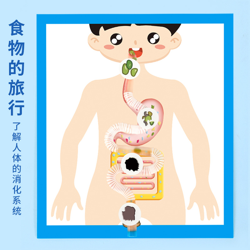 Physiological digestive system for experiments for traveling