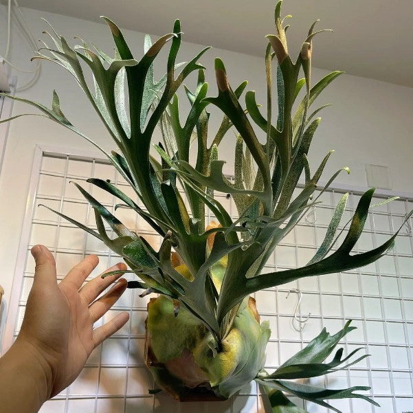 二岐鹿角蕨类植物附生女王象耳ins风绿植室内壁挂盆基本批发一件