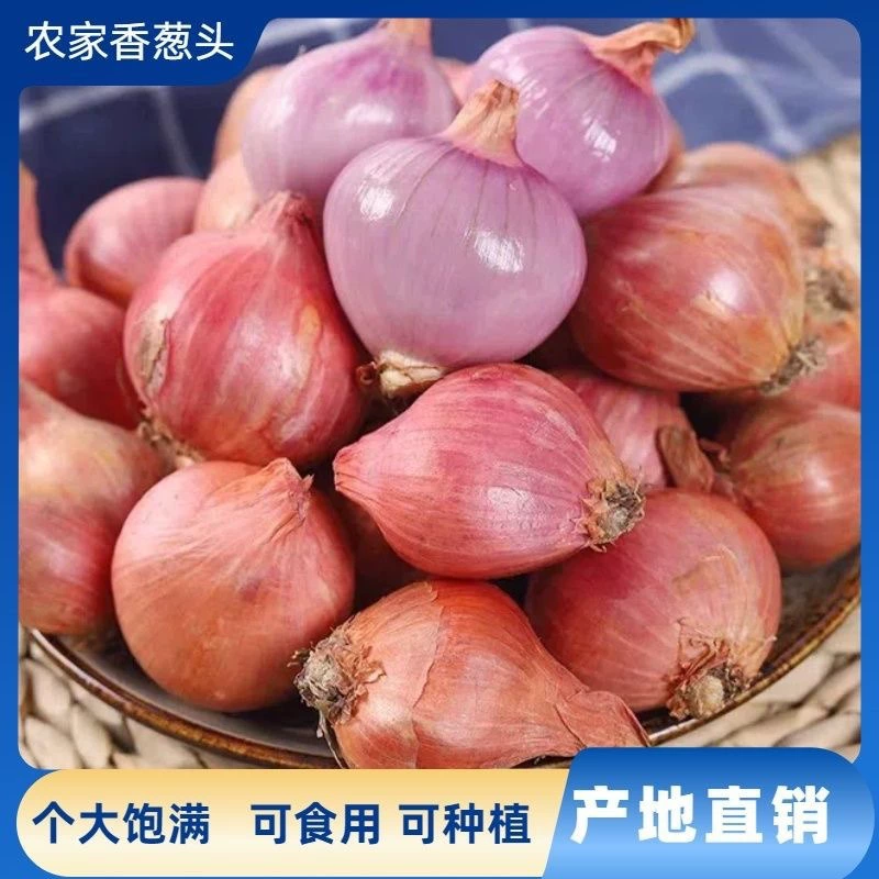 Свежий северо-восточный зеленый лук, фруктовый лук, зеленый лук, сырая красная луковица, маленький круглый лук, зеленый лук, фиолетовая кожа 5kg
