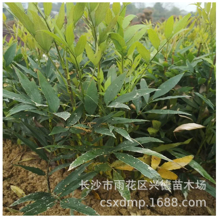 Оптовые поставки лучших десяти сортов узколистных рассады Хунань по доступным ценам.