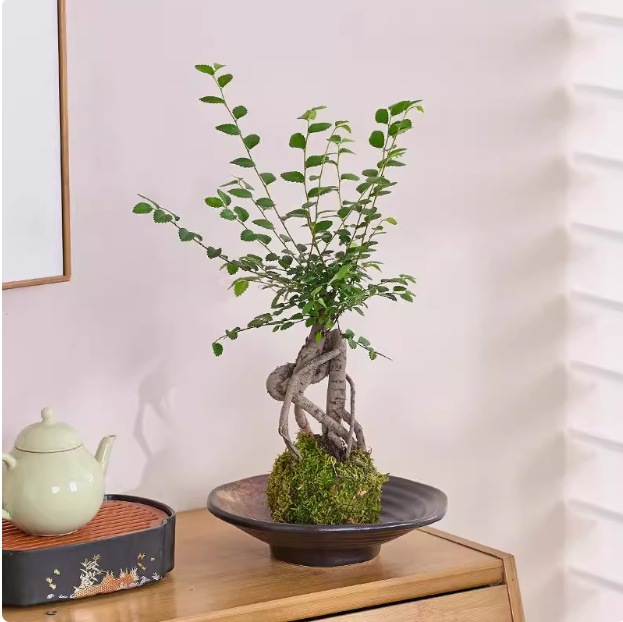 Musgo bola de junio nieve bonsai planta hidropónica acantilado modelado mini micro paisaje plantación verde de mesa interior pequeña maceta image 22