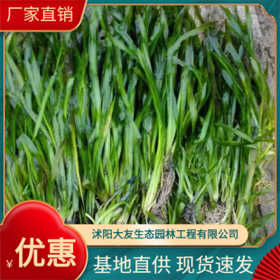 Bitter Grass, Cold-Resistant Four-Season Thorn, Dwarf, Dwarf, Dwarf Water Leek, Pole Grass, Aquatic Plants, Large Discounts