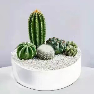 Plantas suculentas cactus plantas en maceta cactus de oficina planta en maceta cactus plantas en maceta flores en maceta