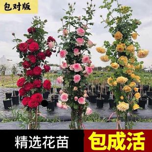 ¼Nޱõļ_ٱͥԺֲ̨ԝͺ