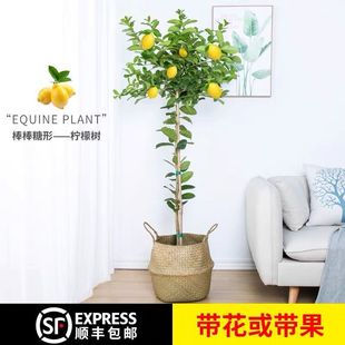 Four Seasons Fruit Lemon Tree Potted Free Shipping Balcony with Fruit Bud Saplings Courtyard Plants Fruit Trees Green Plants Indoor