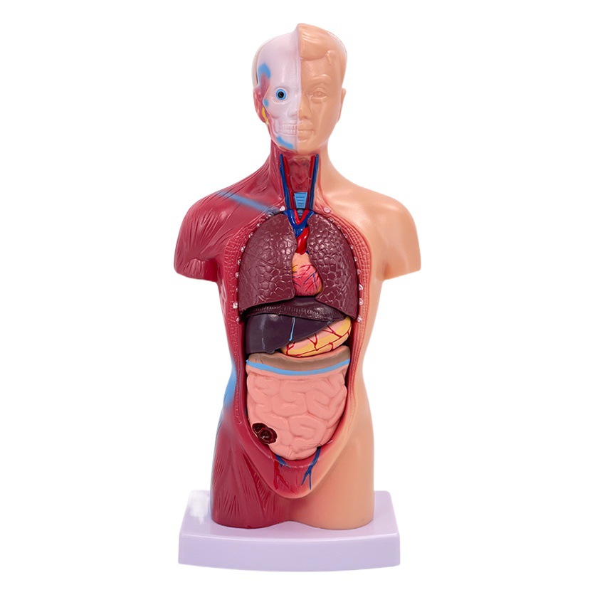Modelo humano 28cm tronco humano visceral modelo de anatomía médica ayuda enseñanza ósea juguetes educativos de los niños
