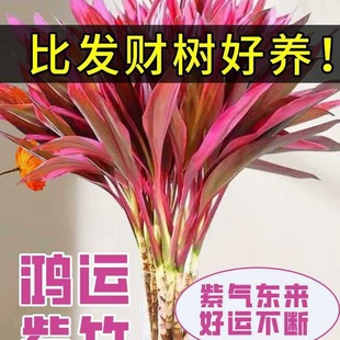 ���\��������ȩ�t�~С���ԾGֲ���F��ˮ���D�\��ֲ��͏d�҃�