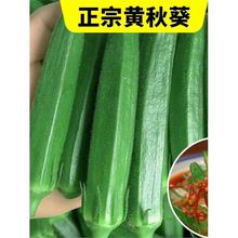 正宗黄秋葵种孑新鲜蔬菜水果奶油红秋葵四季播种南洋秋葵种籽大全