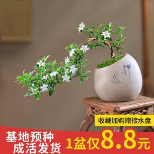 Mini June Snow Office Desktop Small Potted Plant Window Sill Flower with Stone Bonsai Shape Cliff Green Plant Miniature