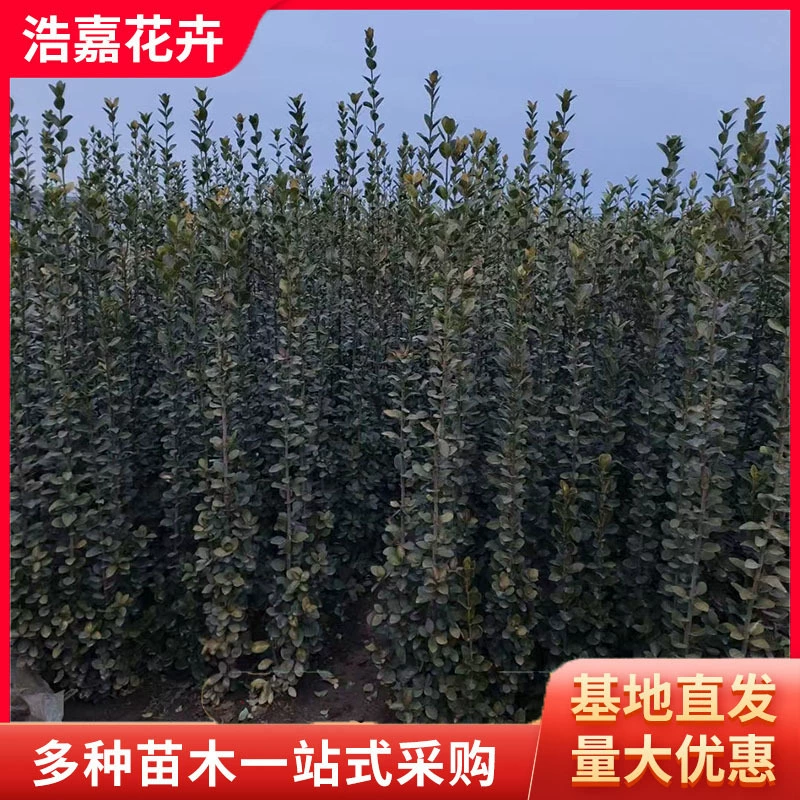 Саженцы самшита Хоккайдо, саженцы для зеленения, уличные деревья, саженцы для забора во дворе, саженцы для зеленения по обеим сторонам дороги.