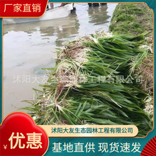 ��ˮֲ�ﰫ����ݻ���ֱ�N�ļ����ˮ��ֲ��̿�� ���޴���