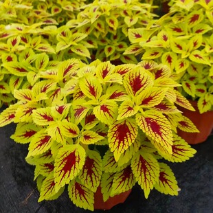 ���~�����������̨ͥԺ���B�tɫ�^�~��������͕�Gֱֲ�N