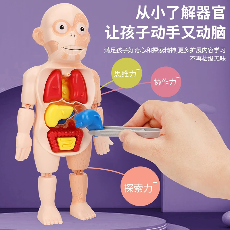 Steam, physiological minifigure, medicine constructor, science and technology, body organs, DIY, early education