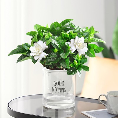 100#싹이 있는 치자나무 (굿모닝 화분) + 영양액 [점장 추천]