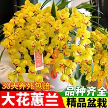 大花蕙兰带花苞盆栽年宵花卉兰花植物黄金岁月大红袍室内耐寒绿植