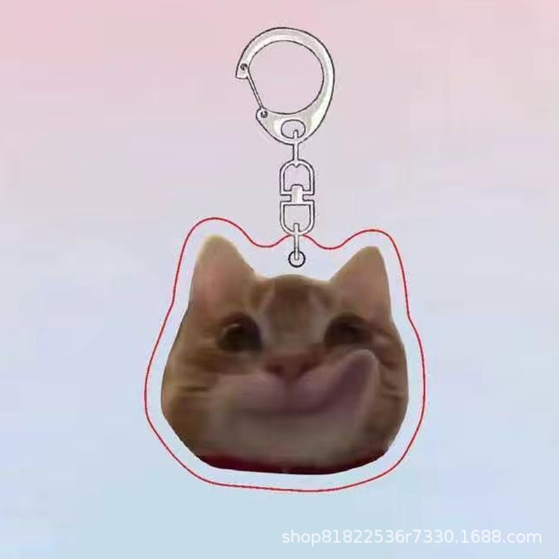 투약 고양이 B6664