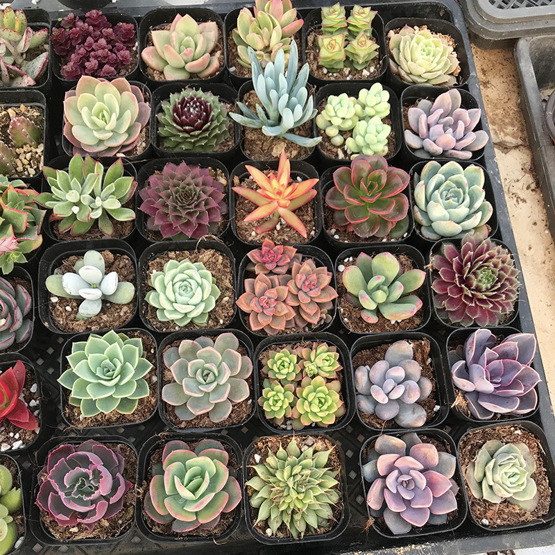 微信图片_20210222215847 拷贝