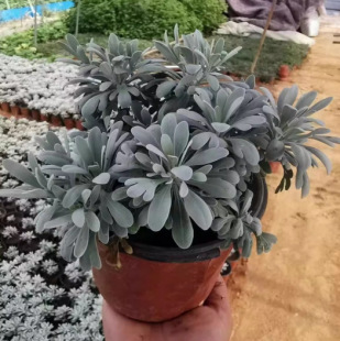 Hibiscus Chrysanthemum Potted Plant, Cold-Resistant Snow Mugwort, White Mugwort, Jade Hibiscus Flower Seedling, Balcony Courtyard, Evergreen All Year Round, Special Green Plant Flower