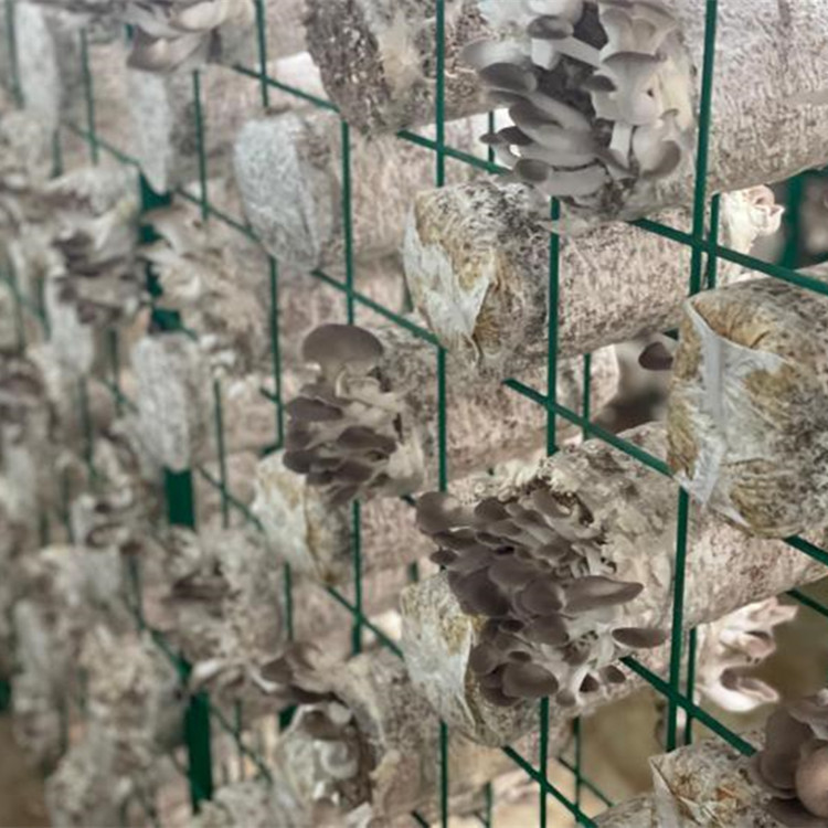 装蘑菇菌的食用菌网格架出菇架镀锌种植平菇架子恒温大棚蘑菇架