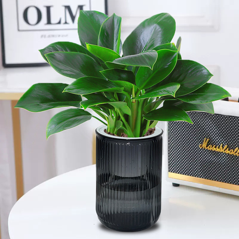 3개의 골든 다이아몬드 25cm + 회색 수직 패턴 수분 흡수대 + 영양 용액