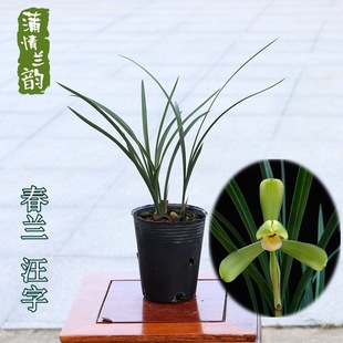 Orchid Seedlings, Spring Orchids, Wangzi Flowers, Strong Fragrance, Eight Kinds of Green Plants, Potted Plants with Buds in Winter and Spring