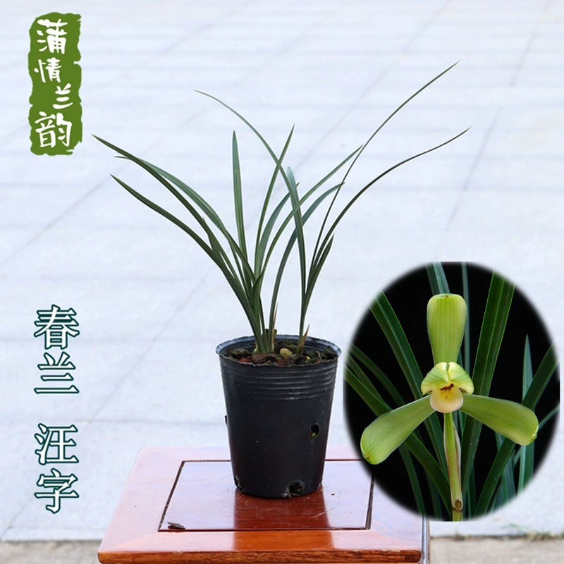 Орхидея Рассада Весна Орхидея Wangzi Цветы Ароматные старые восемь видов зеленых растений Горшечные растения Зима и Весна с цветочными бутонами