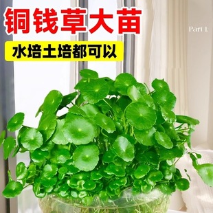 �~�X��ˮ��ֲ����~���X���ѿ͏d�Gֲ�҃����Ի����ļ����B�~��