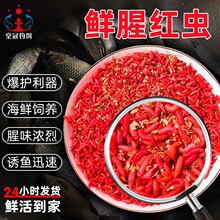 包邮鲜活红蛆肉蛆钓鱼活饵溪流石斑马口鲫鱼水库牙子水库饵料野言