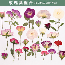 玫瑰合集 真花diy押花压花幼儿教学植物标本素材材料滴胶干花